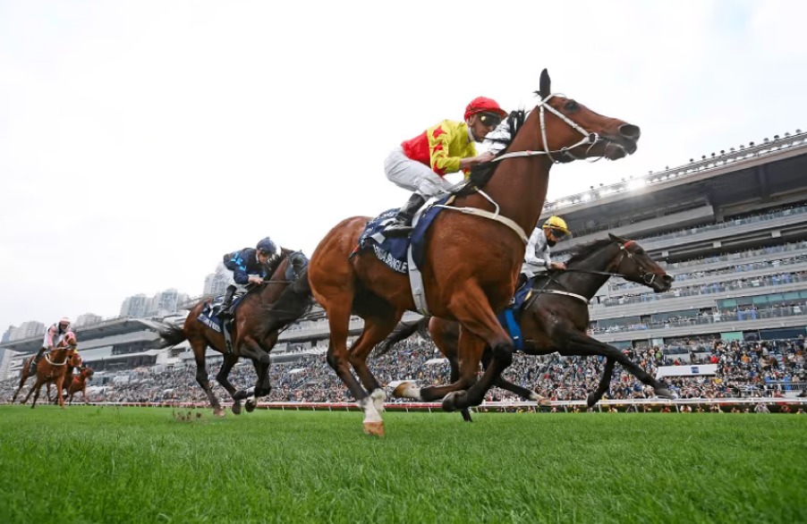 Hong Kong Horse Racing: A Thrilling Sport 3