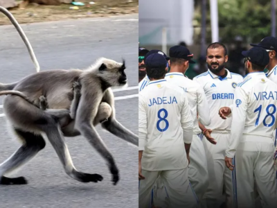 Langurs Hired By Kanpur Stadium Management To Keep Away Monkey Menace For IND v BAN Test